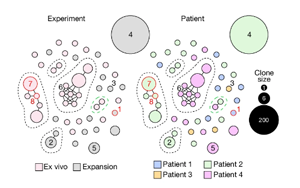 Nature：SARS-CoV-2一部分蛋白質與人類蛋白質SNX8非常相似