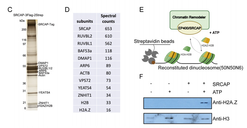 TIP60和SRCAP復合物中功能模塊的亞基組成以及SRCAP的生化特性