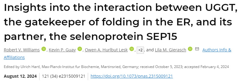 深入了解ER折疊的看門人UGGT與其伴侶硒蛋白SEP15之間的相互作用