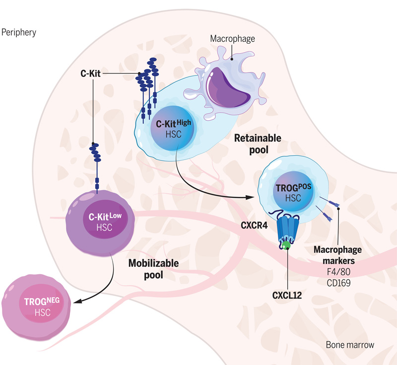 C-Kit依賴性吞噬作用模型調節血液干細胞中的生態位保留