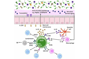 Nature顛覆傳統的觀點：狼瘡腎損傷的驚人機制