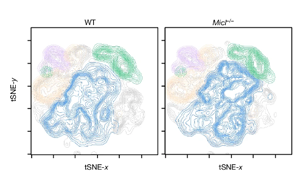 Nature打開了新的大門：一種免疫細胞調節因子可以減少炎癥