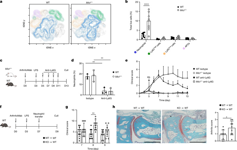 MICL是控制中性粒細胞反應所必需的