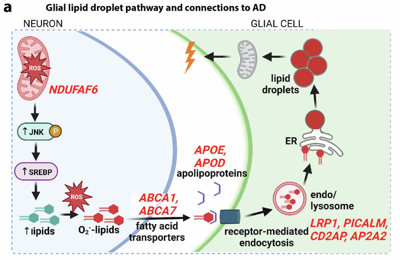 果蠅視網膜膠質脂滴通路和脂滴特征 果蠅視網膜膠質脂滴通路和脂滴特征