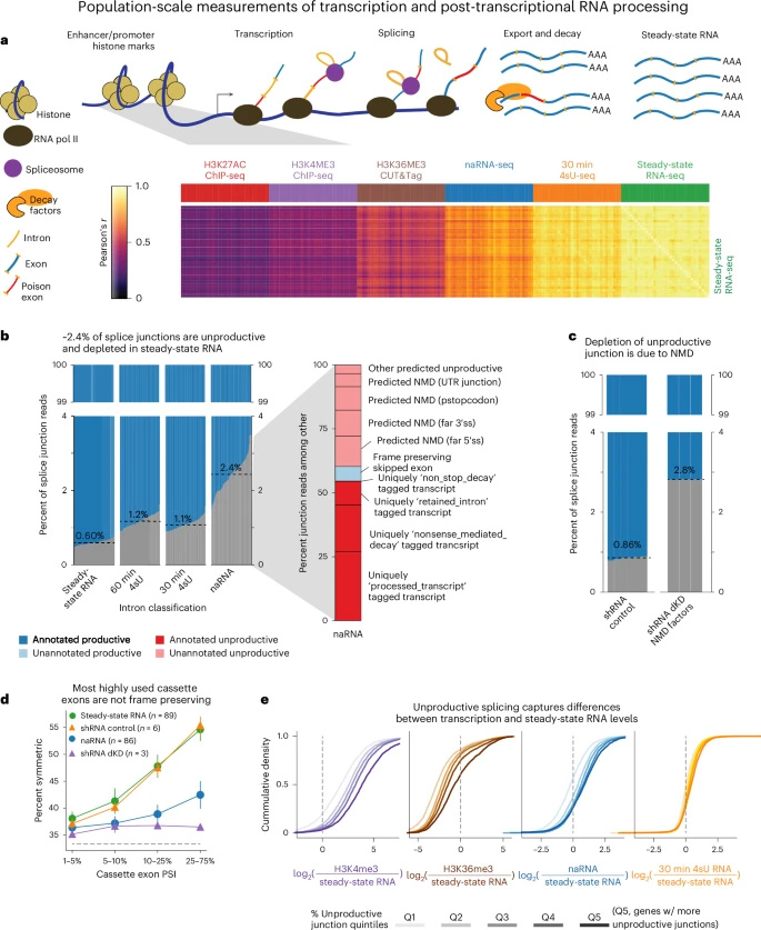 在轉錄之前、期間和之后捕獲的基因組數據揭示了NMD亞型的豐富性 在轉錄之前、期間和之后捕獲的基因組數據揭示了NMD亞型的豐富性