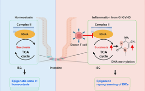 Cell Stem Cell：炎癥會給腸道干細胞留下持久的印象，從而降低它們的愈合能力