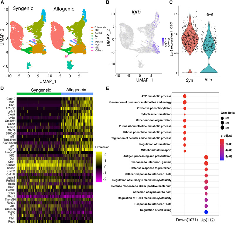 腸移植物抗宿主病后Lgr5+ISCs的單細胞轉錄組學分析 腸移植物抗宿主病后Lgr5+ISCs的單細胞轉錄組學分析