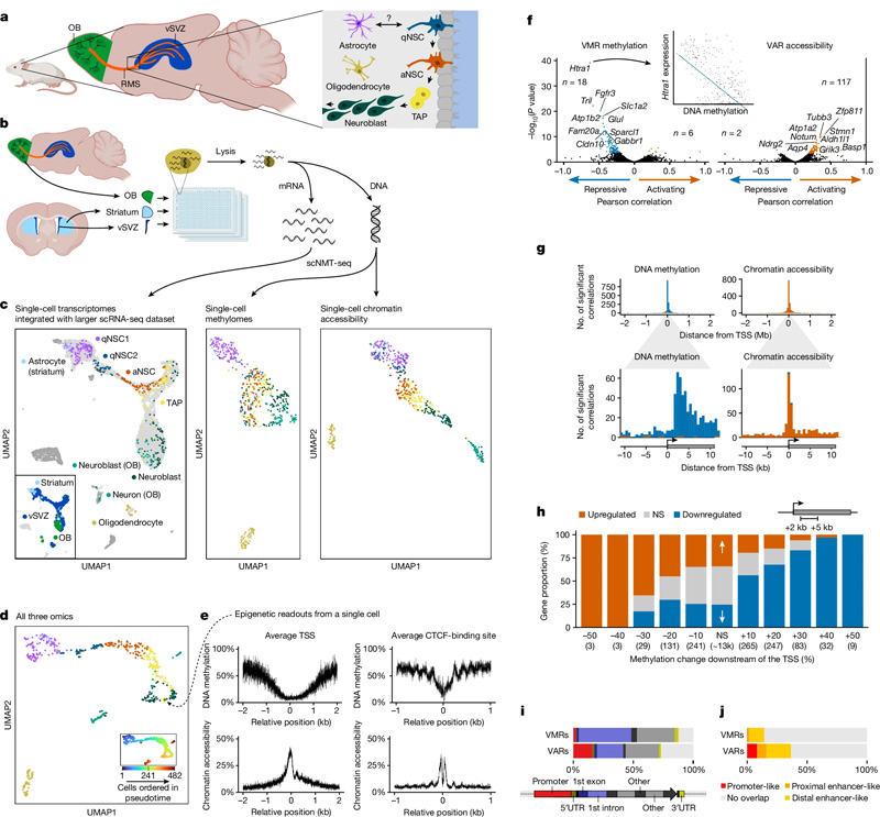 成年NSC譜系的單細胞三組學 成年NSC譜系的單細胞三組學