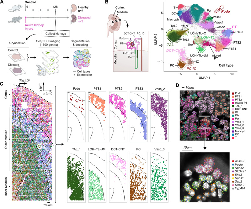 seqFISH揭示了所有主要的腎細(xì)胞類型及其在腎臟中的位置,以及AKI后的成分和空間變化 seqFISH揭示了所有主要的腎細(xì)胞類型及其在腎臟中的位置,以及AKI后的成分和空間變化