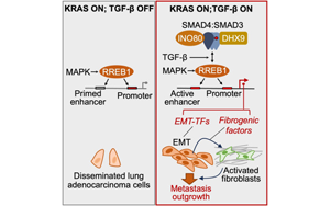 《Cell》新發現肺癌轉移的關鍵信號通路