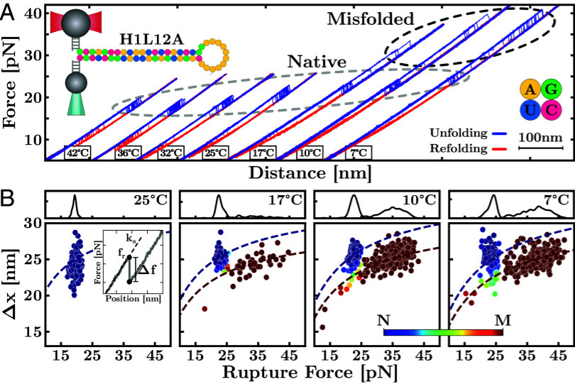 冷RNA錯誤折疊 冷RNA錯誤折疊