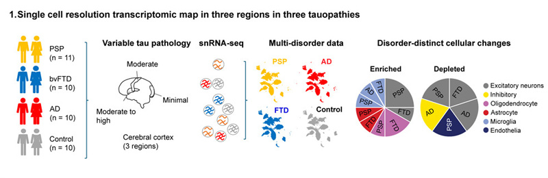 三種tau蛋白病三個區(qū)域的單細胞分辨率轉錄組圖譜 三種tau蛋白病三個區(qū)域的單細胞分辨率轉錄組圖譜