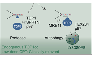 《Cell》核自噬——癌癥治療中關鍵的DNA修復機制