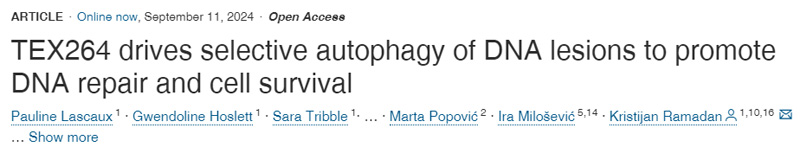 TEX264驅動DNA損傷的選擇性自噬,以促進DNA修復和細胞存活
TEX264驅動DNA損傷的選擇性自噬,以促進DNA修復和細胞存活