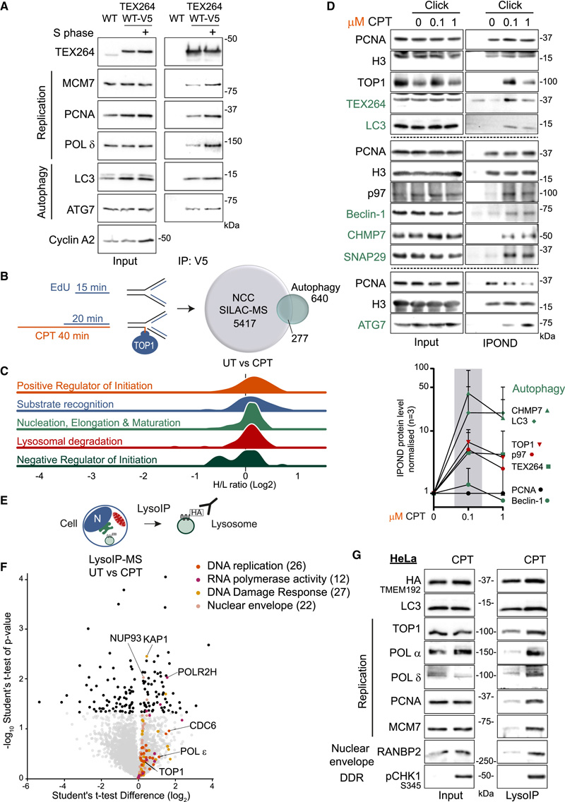 促進DNA修復和細胞存活
CPT治療后自噬和DNA復制之間的串擾 促進DNA修復和細胞存活
CPT治療后自噬和DNA復制之間的串擾