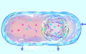 細胞凝聚物幫助調節細胞質的電化學環境