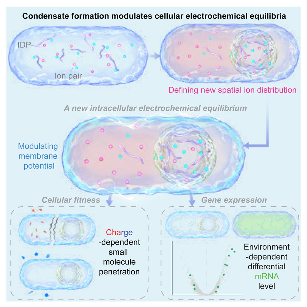 凝聚物調(diào)節(jié)細(xì)胞質(zhì)的電化學(xué)平衡