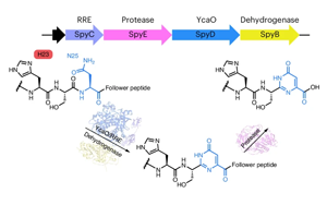 自然發生的DNA-蛋白質融合分子