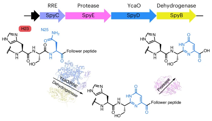 機理研究表明，嘧啶酮的形成是以底物輔助催化的方式發生的，需要前體中的His殘基激活天冬酰胺進行雜環化