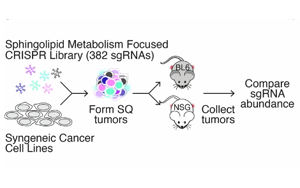 《Nature》脂質分子怎樣促進癌癥生長？