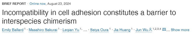 
細胞粘附的不相容性構成了種間嵌合的障礙