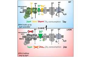Cell：意外地發現了鈉轉運在線粒體能量產生中的作用