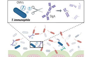 《Science》突破性發現：腸道細菌操控宿主免疫，科學家揭示IgA降解細菌