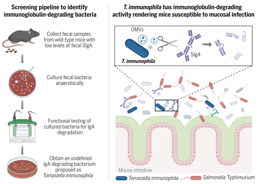 腸道免疫球蛋白降解菌的篩選及功能研究