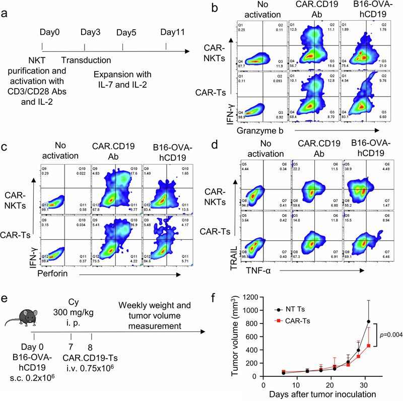 體外和體內B16腫瘤模型