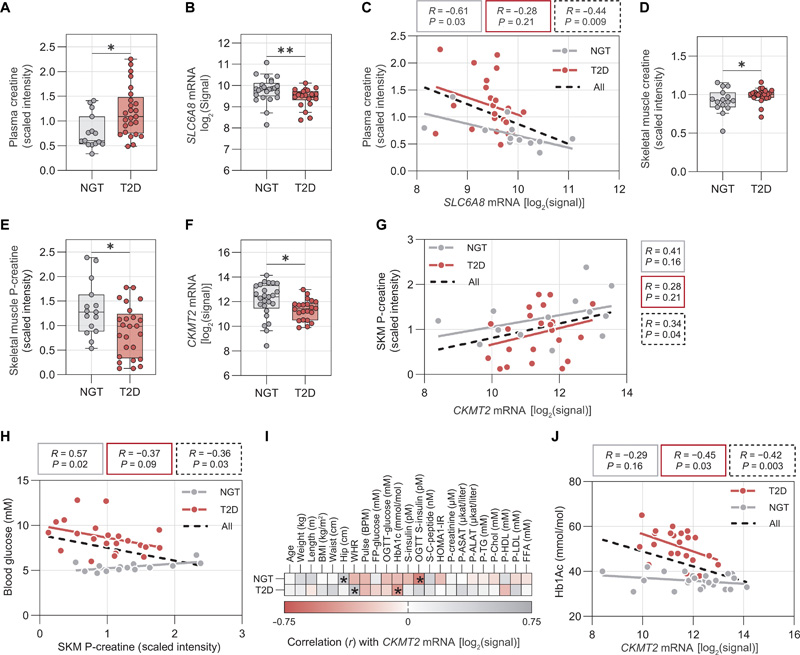 SKM肌酸代謝在2型糖尿病患者中受到干擾，并與較差的葡萄糖控制有關(guān)