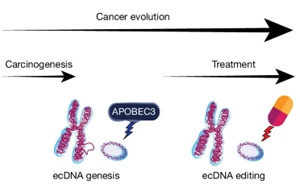 Nature：前所未有！新研究揭示了導致膀胱癌的突變和DNA結構