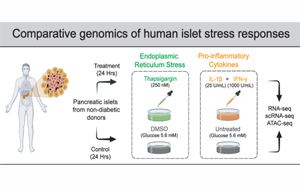 Cell Metabolism：糖尿病風險基因如何降低細胞對壓力的抵抗力
