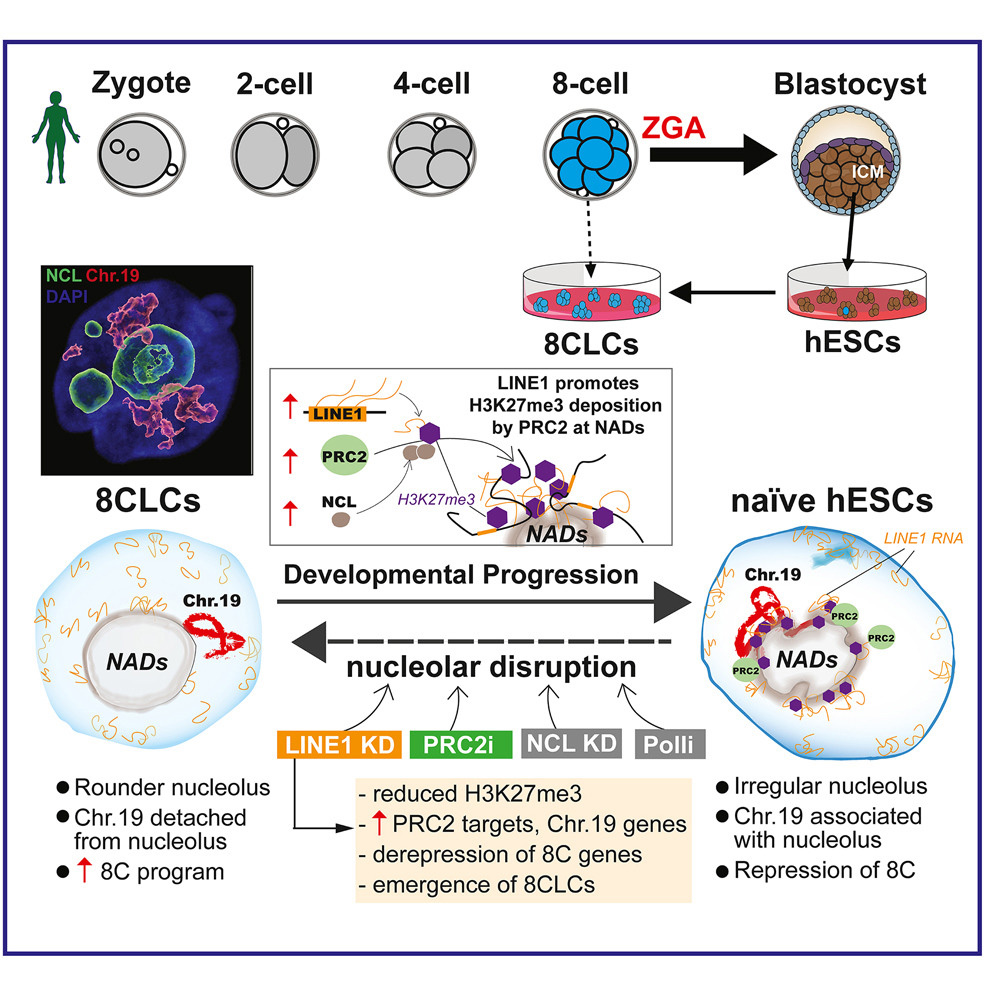 LINE1家族阻止了人類胚胎干細(xì)胞（hESC）向8細(xì)胞樣細(xì)胞（8CLC）的逆轉(zhuǎn)