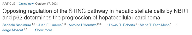NBR1和p62對肝星狀細胞STING通路的反向調節(jié)決定了肝細胞癌的進展
NBR1和p62對肝星狀細胞STING通路的反向調節(jié)決定了肝細胞癌的進展