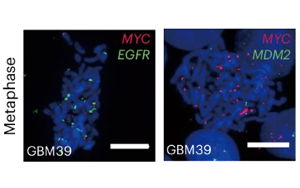 《Nature Biotechnology》新技術增強了對染色質組織的認識