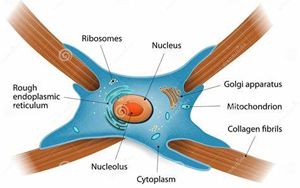 Nature：免疫療法阻斷瘢痕形成，改善心力衰竭小鼠的心臟功能