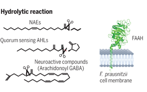 Science：有益的腸道微生物具有驚人的代謝能力！