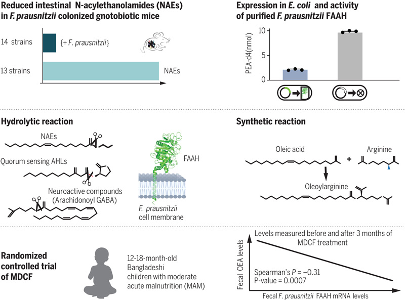 調節管腔NAEs的F.prausnitzii FAAH的發現和特征 調節管腔NAEs的F.prausnitzii FAAH的發現和特征