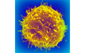 干細胞移植會增加癌癥風險嗎？