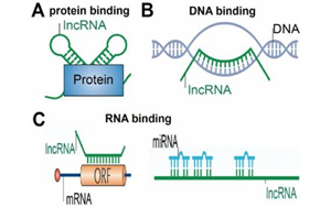 NEJM：首次發現lncRNA基因缺失引起神經發育疾病