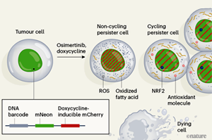 Nature：難怪抗癌“神藥”也救不了腫瘤耐藥！原來是癌細(xì)胞改了代謝方式，更愛脂肪酸