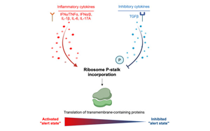《Cell》癌細胞逃避免疫反應新機制被發現了：它們能抑制核糖體功能