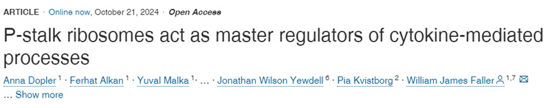 
P-柄核糖體是細胞因子介導過程的主要調節因子