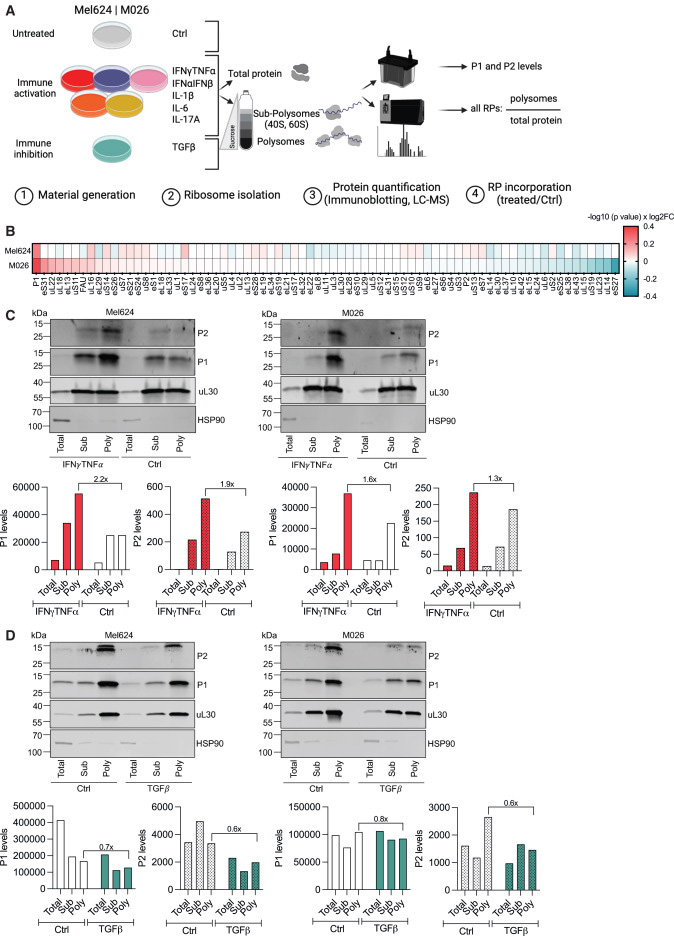 P-柄定義了一種細胞因子反應性核糖體亞群