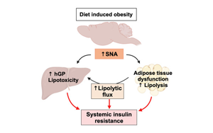 Cell子刊：暴飲暴食如何導致糖尿病？神經遞質激增