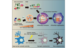 《Cell》與帕金森病相關的蛋白質聚集的新機制