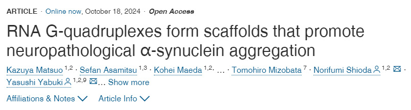 RNA G-四鏈體形成促進神經病理學α-突觸核蛋白聚集的支架