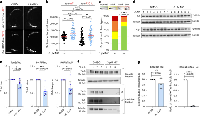 甲氧卡巴醇改善了斑馬魚模型中tau誘導(dǎo)的毒性,并降低了過度磷酸化和不溶性tau水平
甲氧卡巴醇改善了斑馬魚模型中tau誘導(dǎo)的毒性,并降低了過度磷酸化和不溶性tau水平