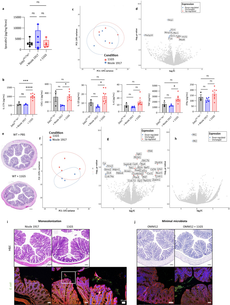 大腸桿菌11G5感染不會增加Zeb2 IEC-Tg/+小鼠的結腸炎癥,也不會影響WT同窩小鼠的上皮細胞
大腸桿菌11G5感染不會增加Zeb2 IEC-Tg/+小鼠的結腸炎癥,也不會影響WT同窩小鼠的上皮細胞
