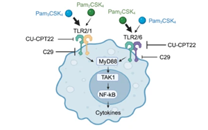 突破性方法揭示了免疫受體如何檢測感染